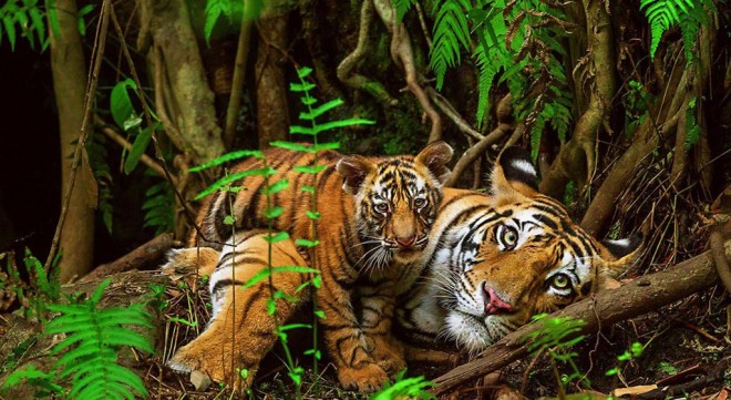 tiger wildlife photography by national geographic