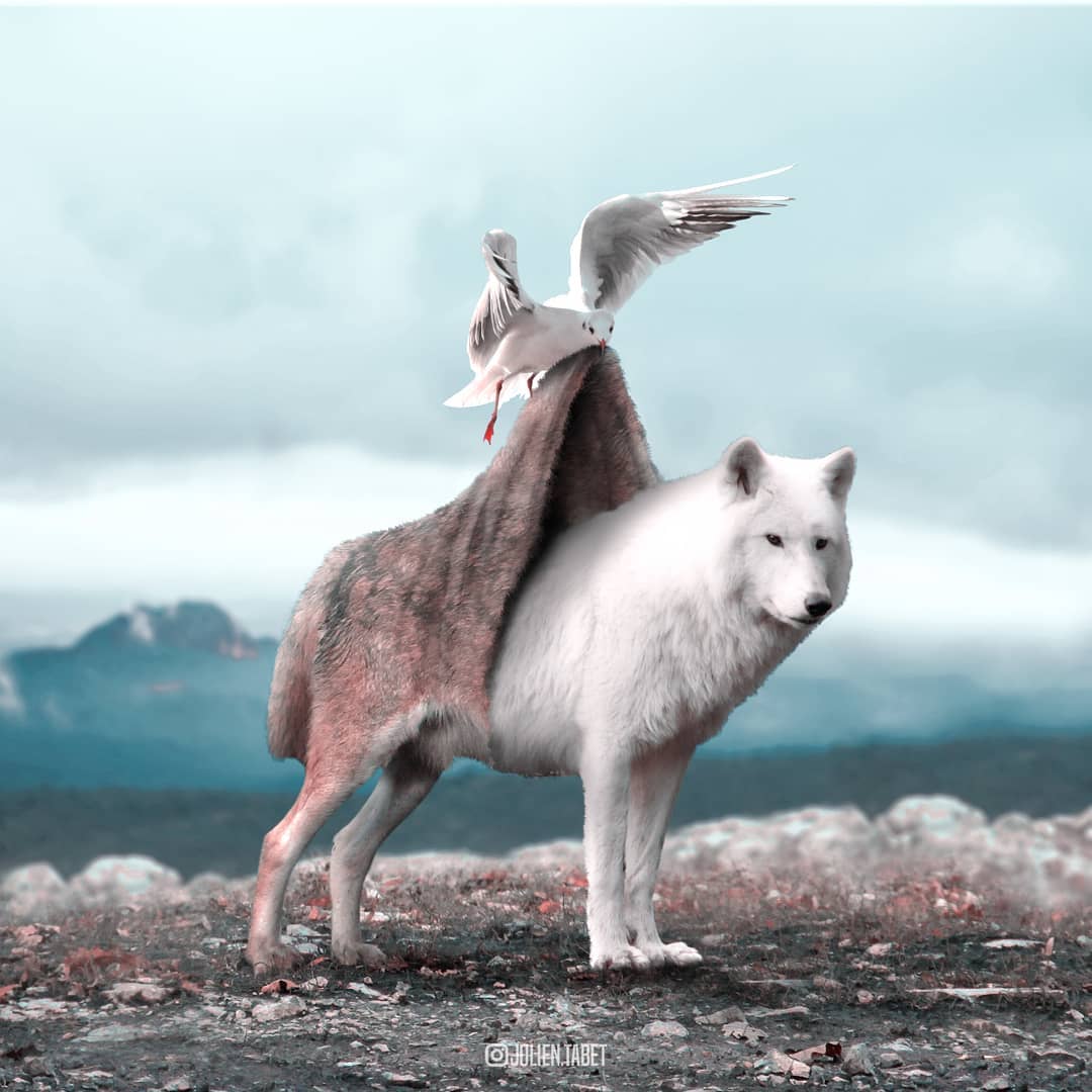 wolf photoshop animal photo manipulation by julien tabet