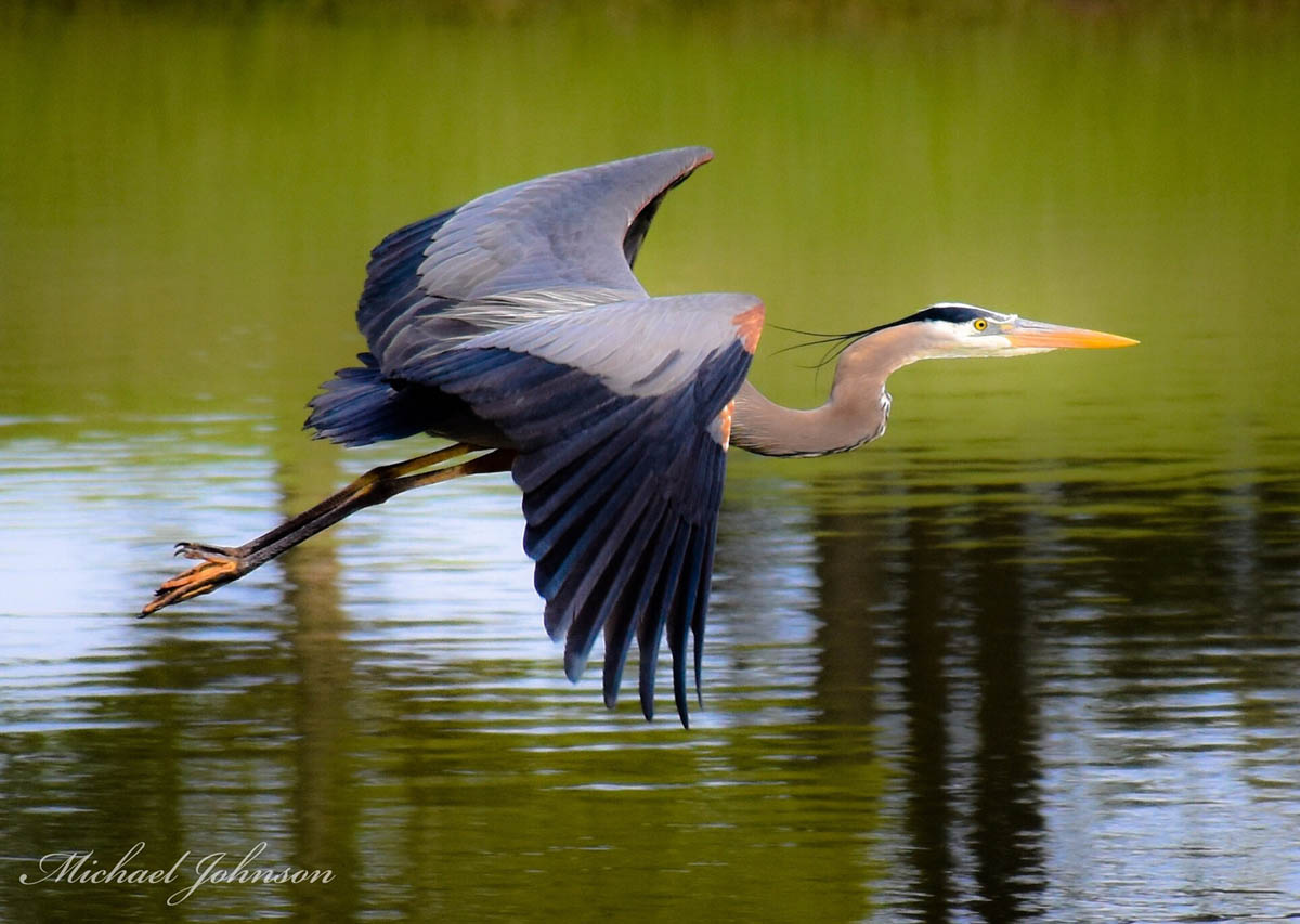 crane flight bird photography by michael johnson