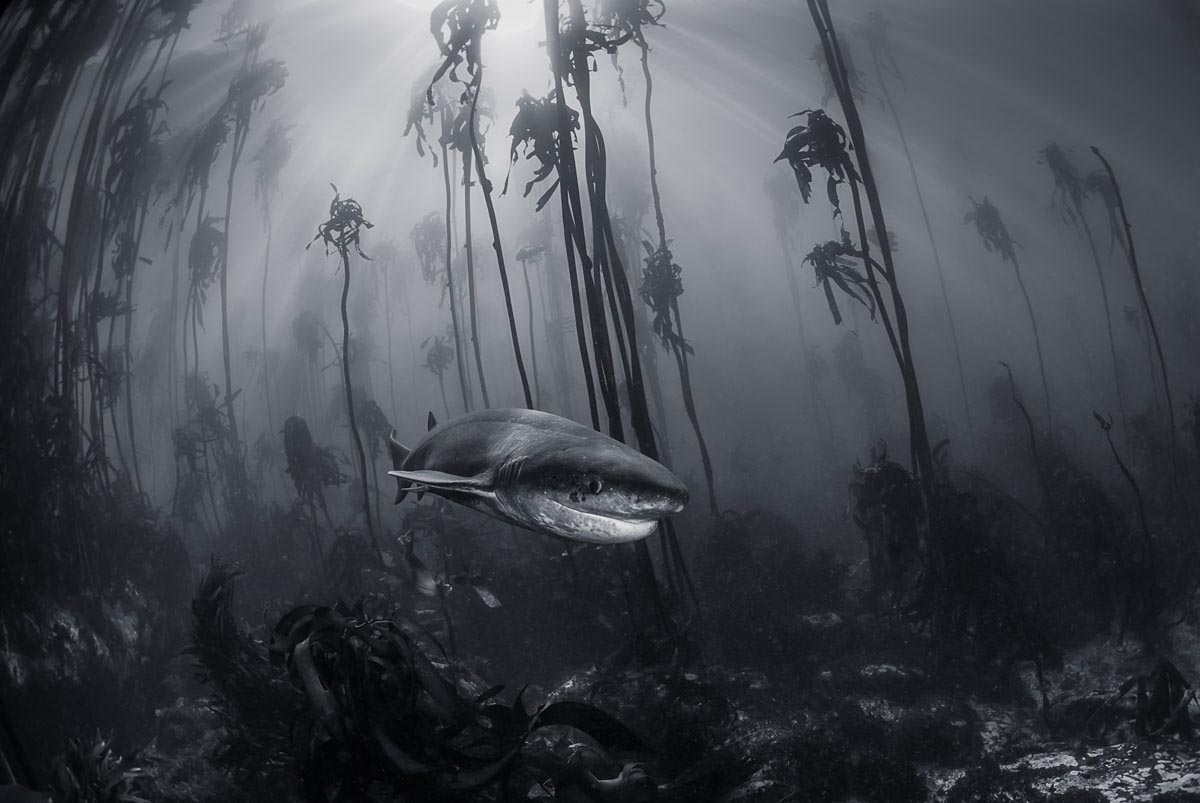 underwater travel photography by national geographic
