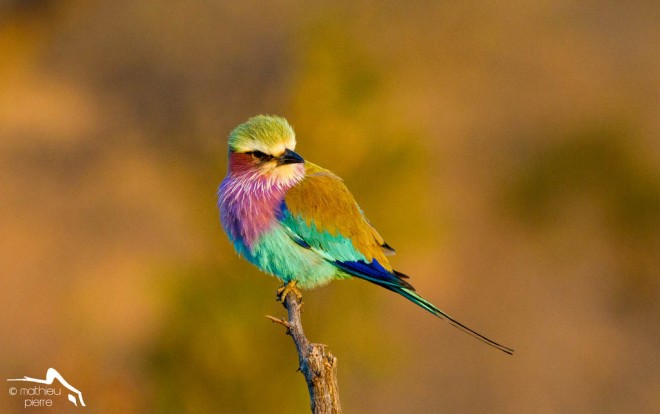 lilac roller bird photography by mathieu pierre