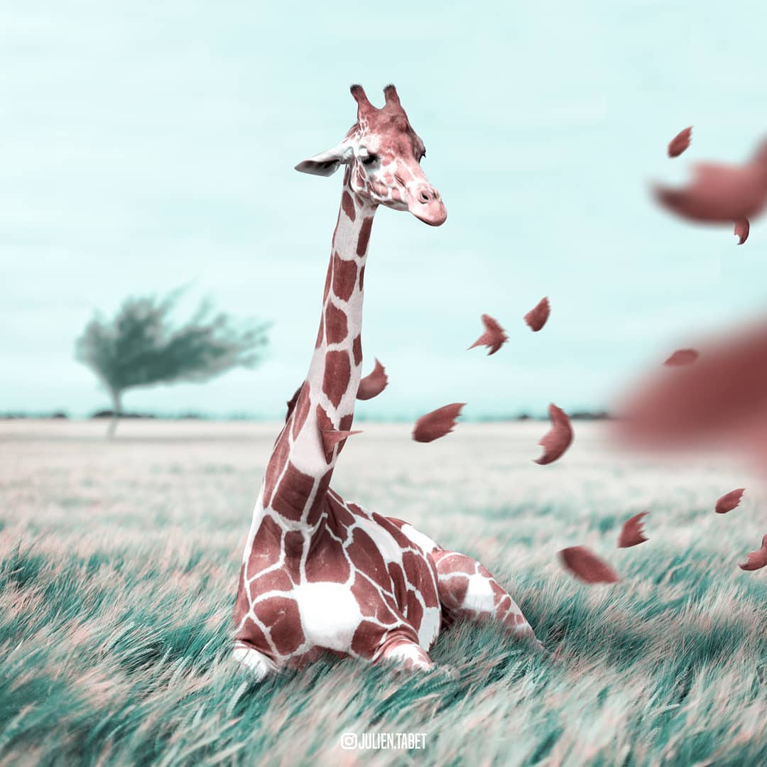 windy giraffe photoshop animal photo manipulation by julien tabet