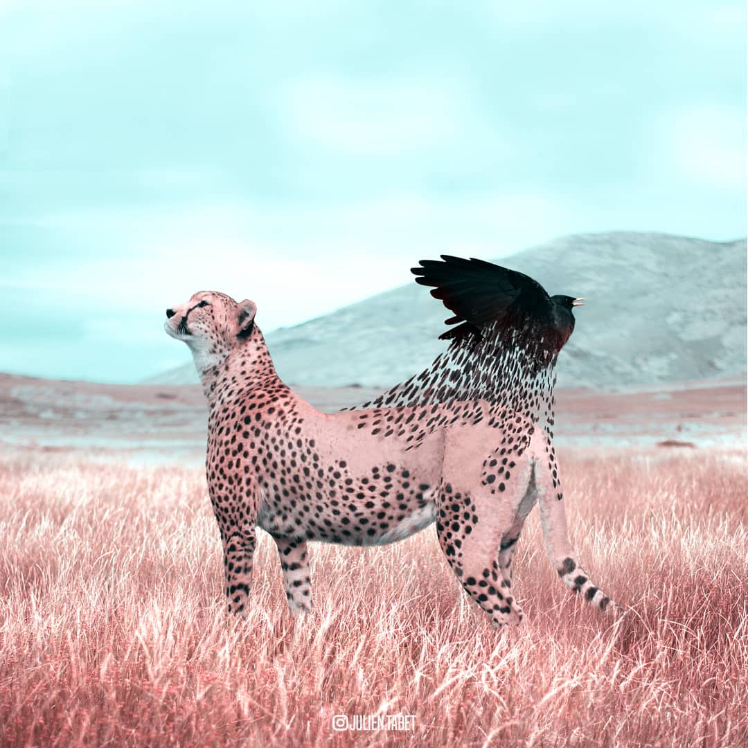 cheetah bird photoshop animal photo manipulation by julien tabet