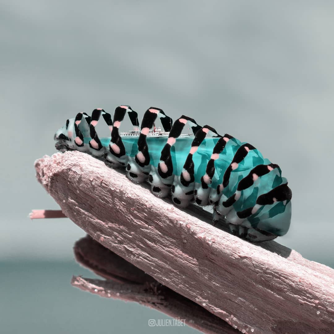 caterpillar photoshop animal photo manipulation by julien tabet