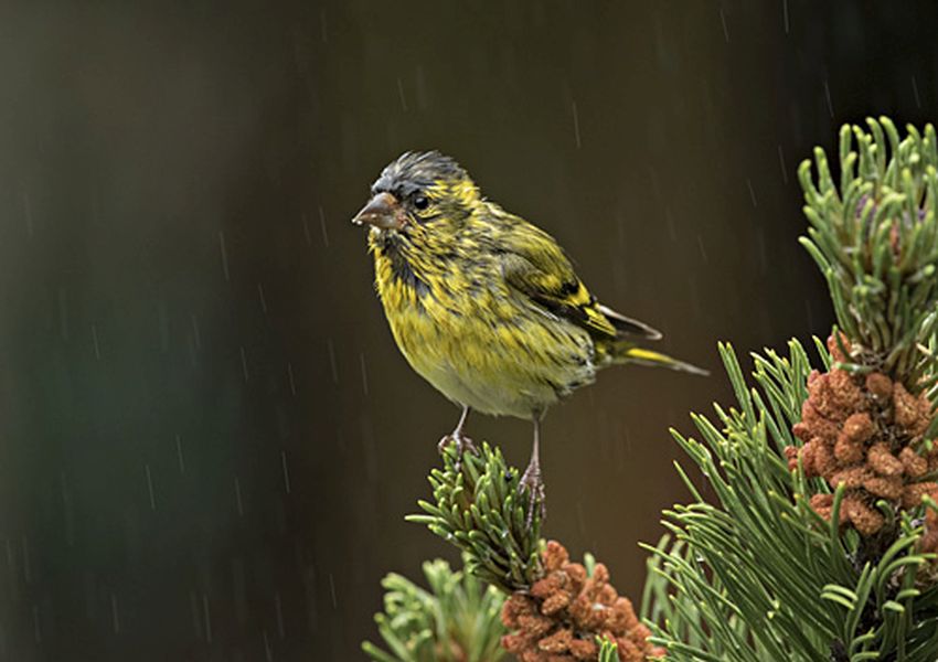 male siskin scottish photographer of the year by mike