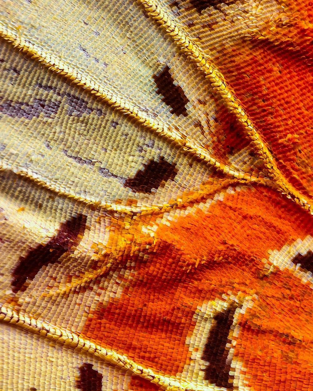 macro photography butterflywing by chris perani