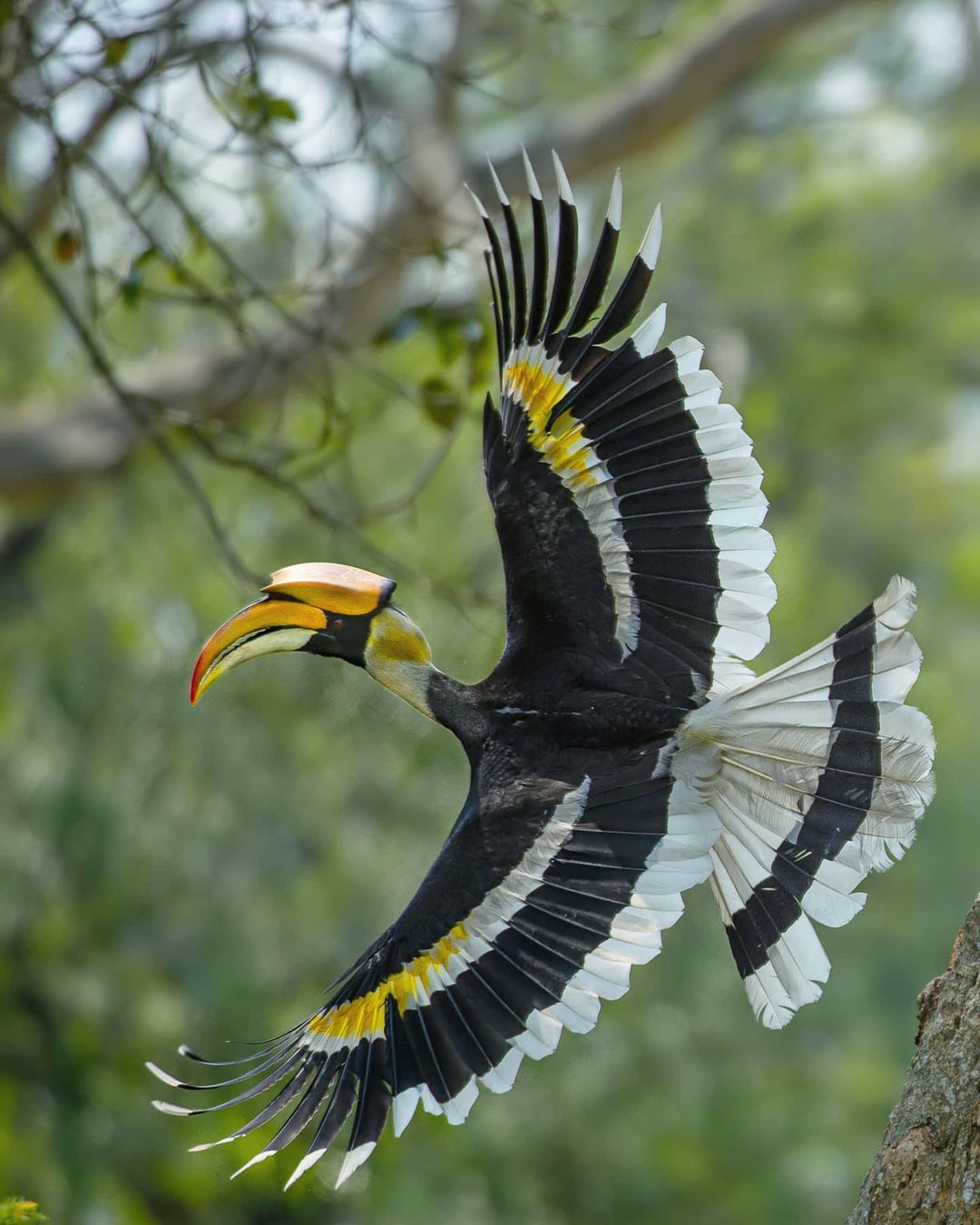 bird photography indian hornbill