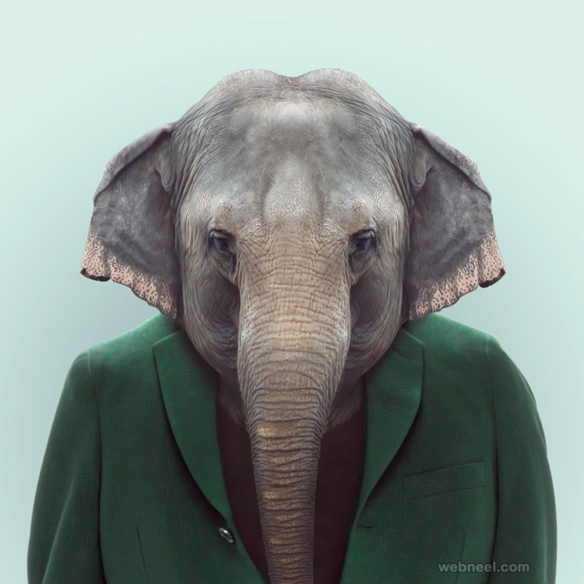 elephant portrait photography