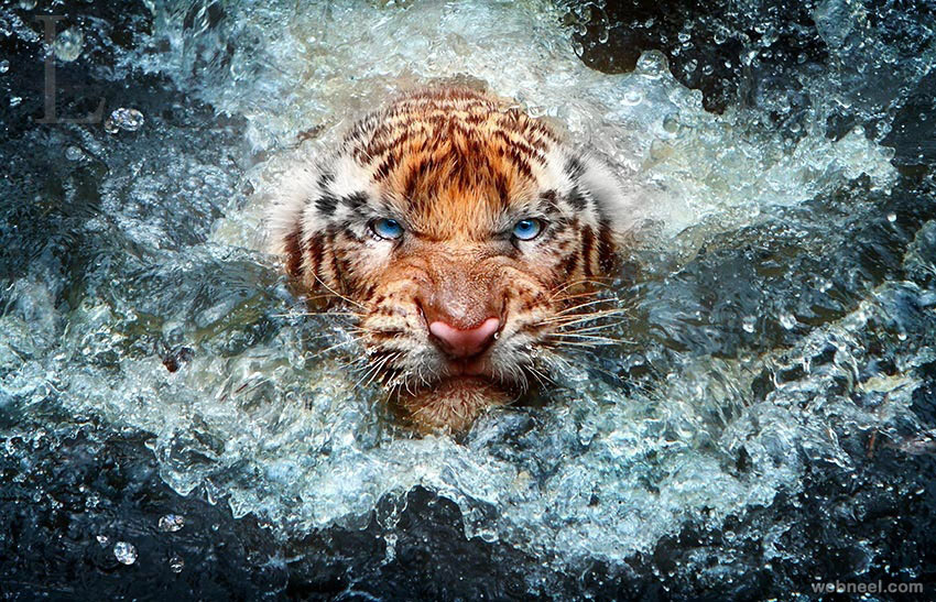 best wildlife photography tiger water animal photography