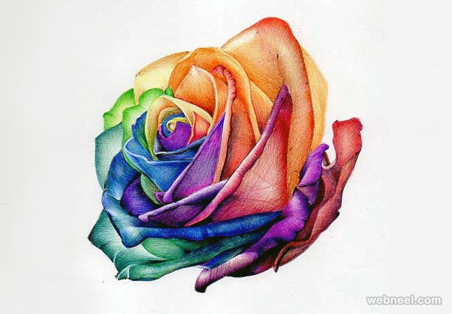 rose flower drawing