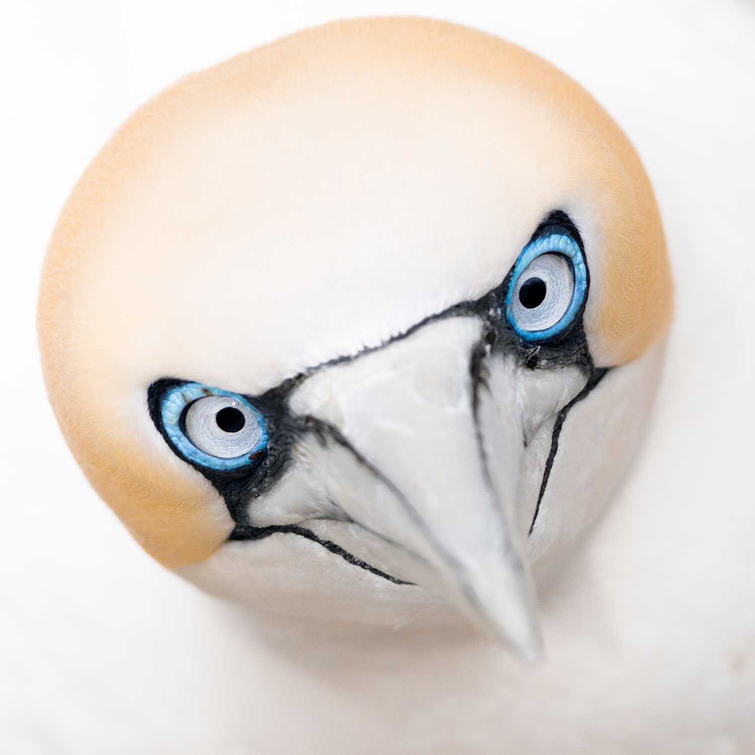 bird selfie british wildlife photography award melvin redekar
