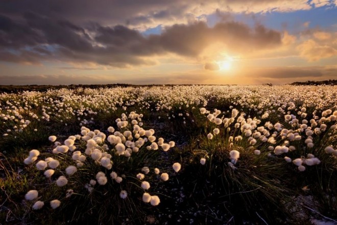 hare tail cotton grass international garden photographer by francis