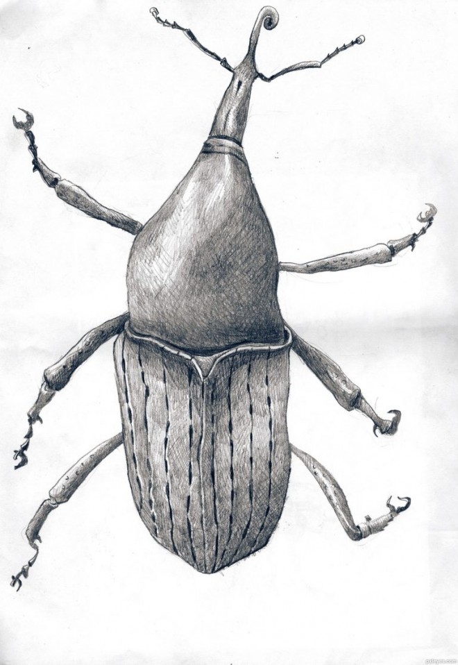 bug scientific drawing by finn