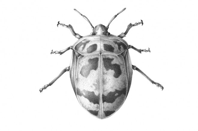 harlequin bug scientific drawing by finn