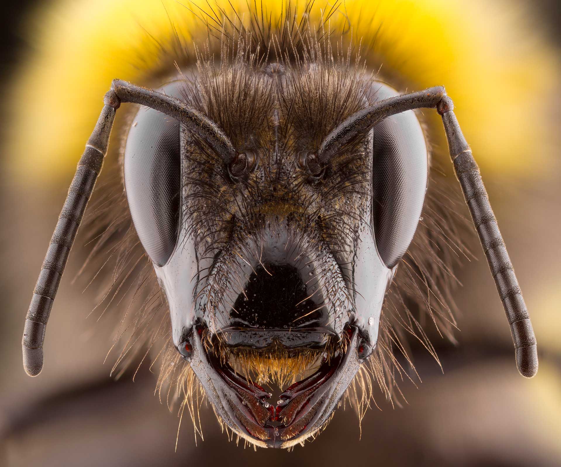 mosquito british wildlife photography award by keith trueman
