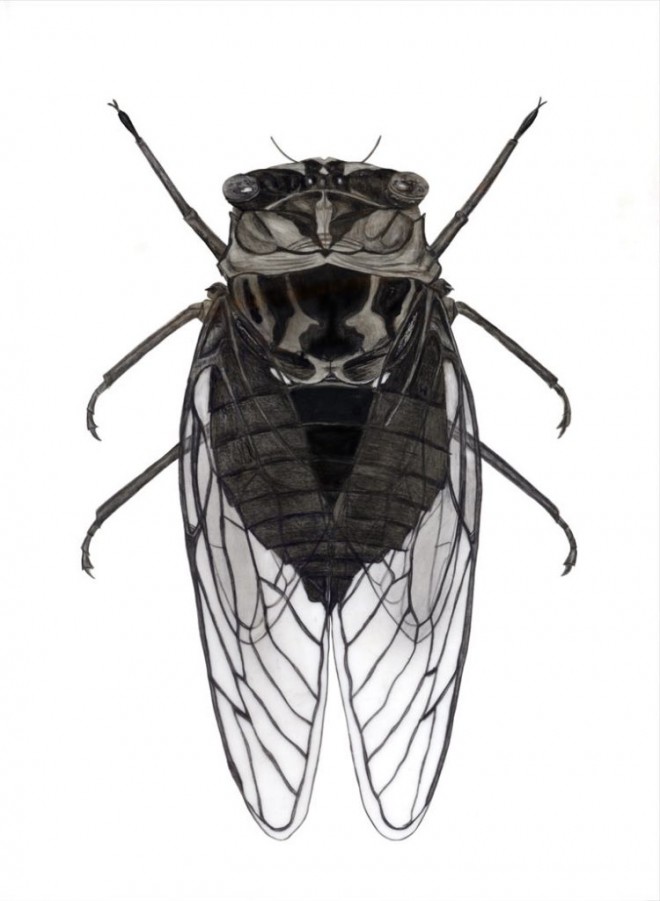 fly scientific drawing by finn