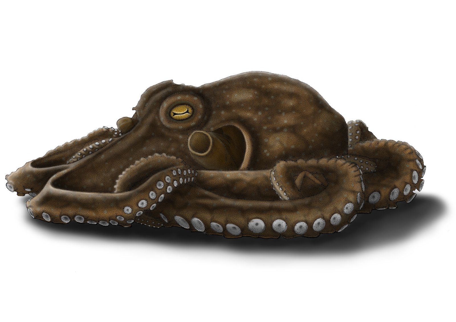 octopus vulgaris scientific illustration by michael grubis