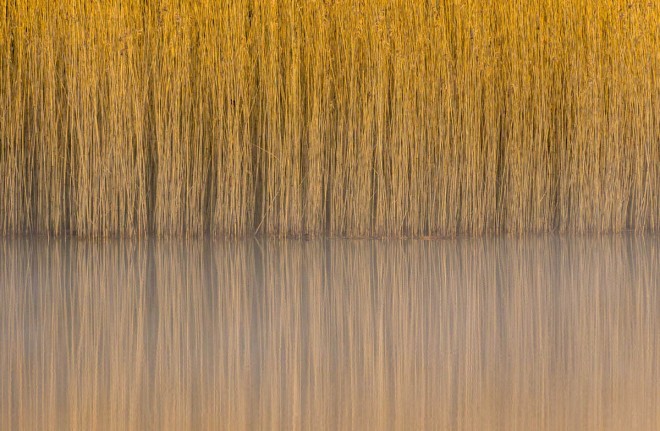 reeds british wildlife photography award by steve palmer