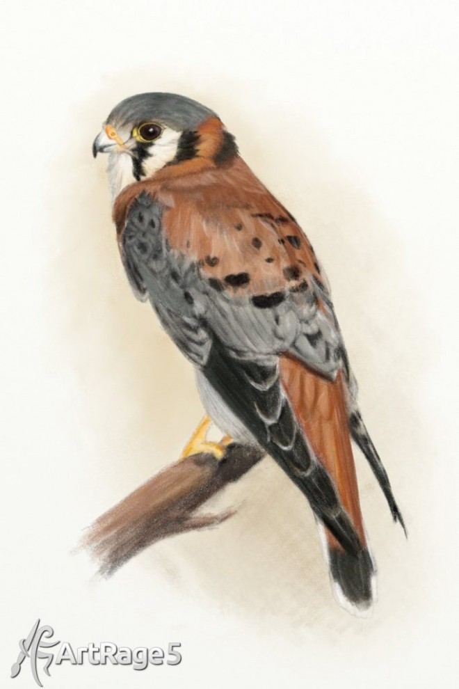bird artrage painting by kestrel