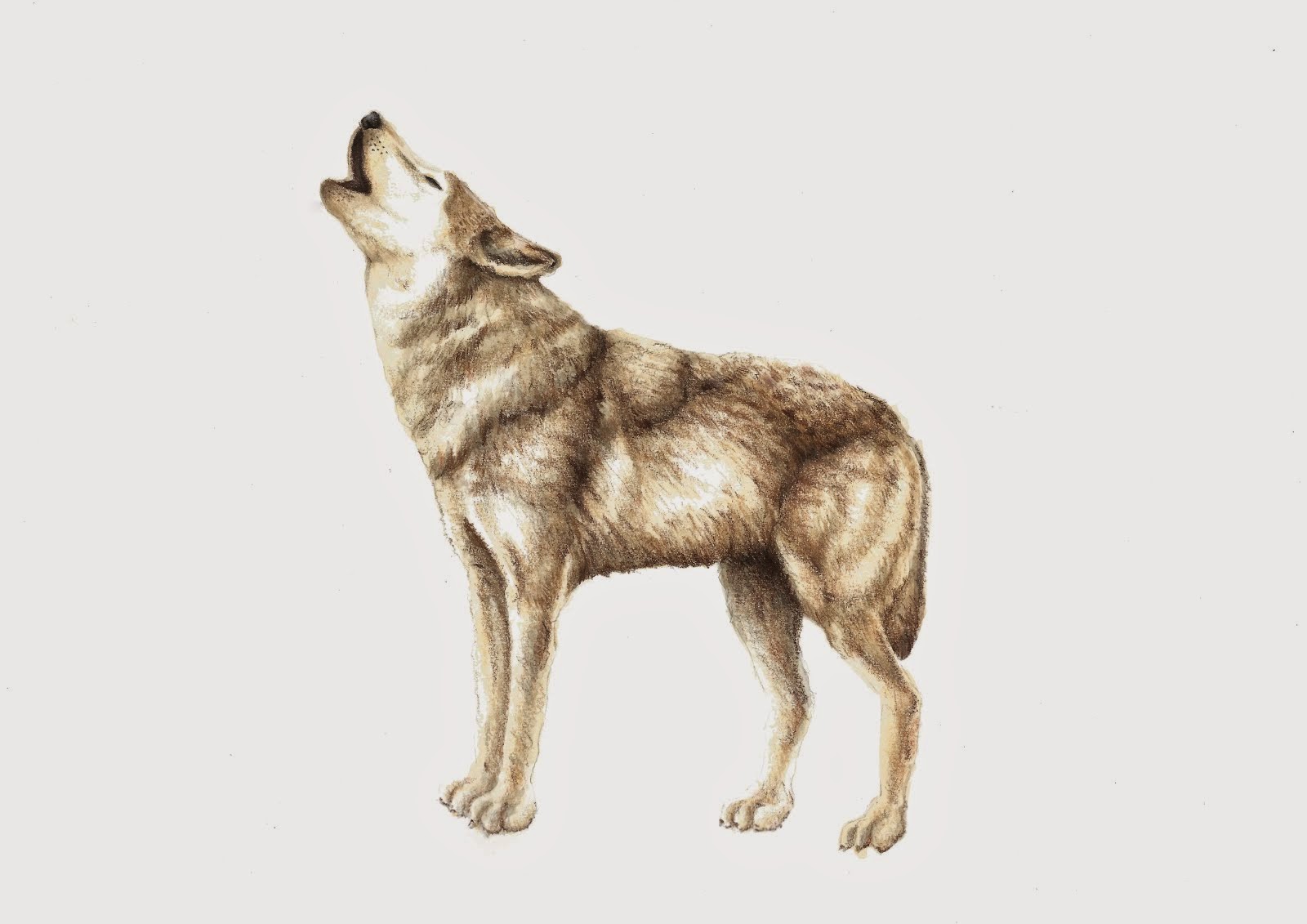 wolf scientific illustration by patricia garcia cruz