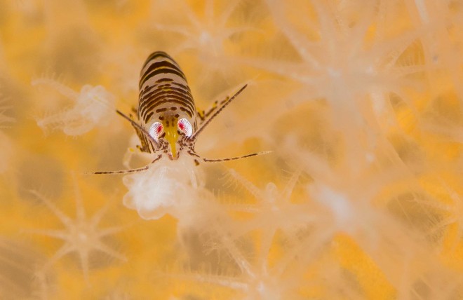 amphipod british wildlife photography award by terry griffith
