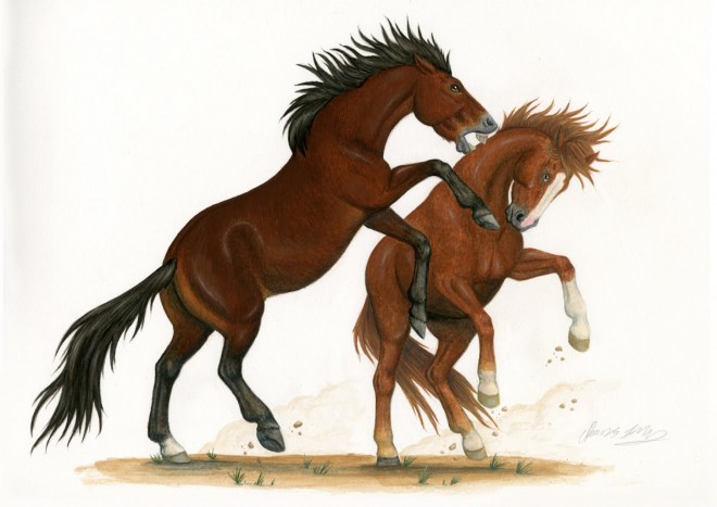 horses scientific illustration by rosemary stacey