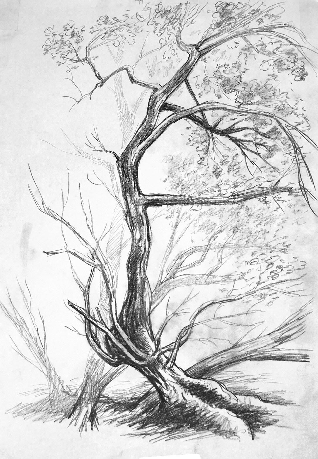 swaying oak tree nature drawing by finn