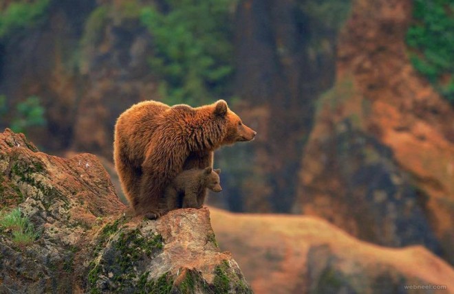 wildlife photography bear