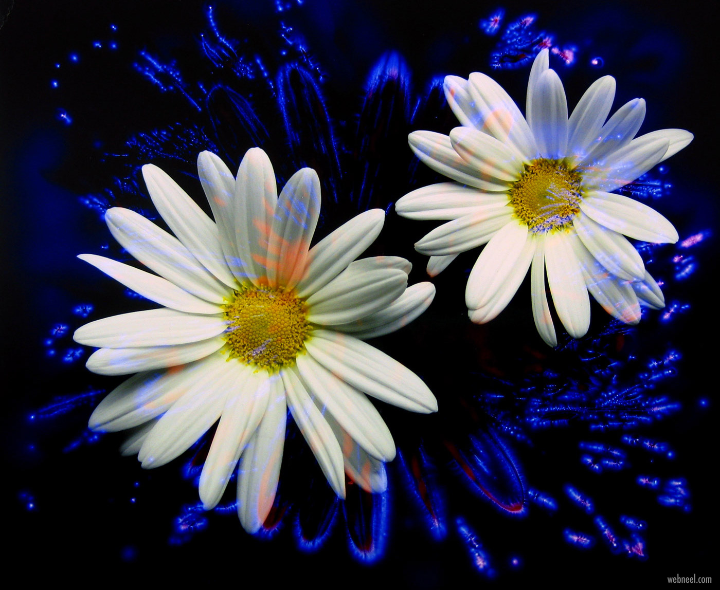 kirlian photography flower by larry simpson