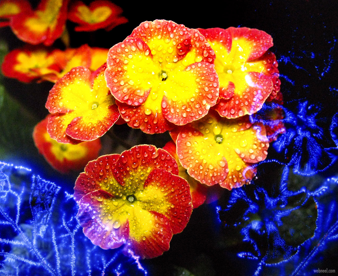 kirlian photography flowers by larry simpson
