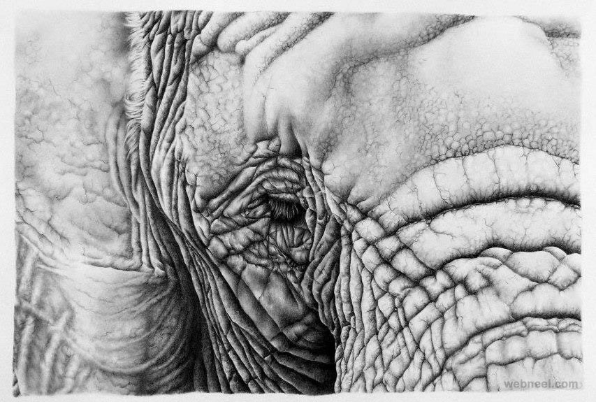 elephant realistic pencil drawing