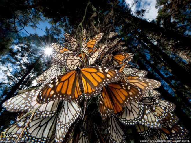 beautiful monarch butterflies in mexico
