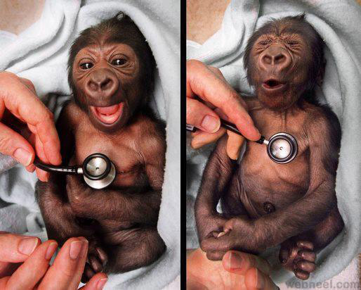 baby gorilla checkup