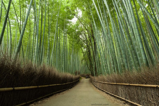 beautiul bamboo forest