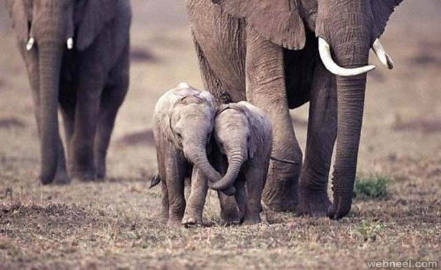 elephant calves playing