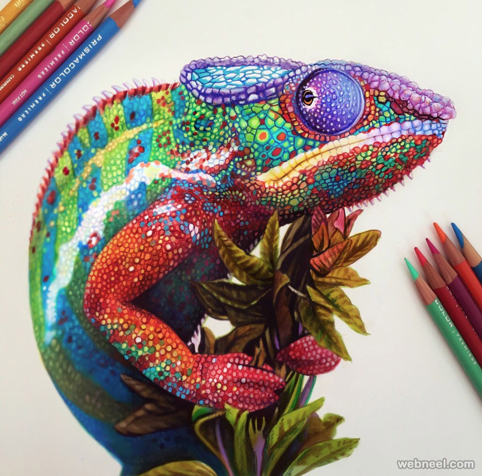 Chameleon Color Pencil Drawing By Davidson 2