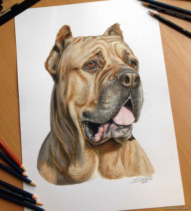 dog color pencil drawing