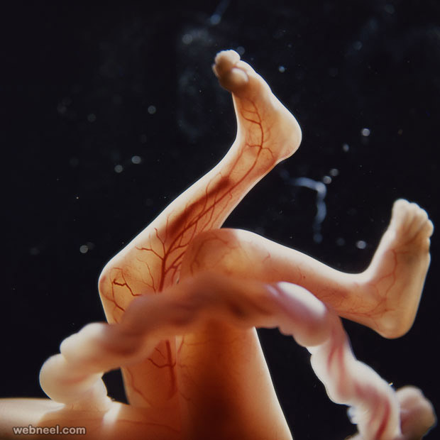 embryo photo