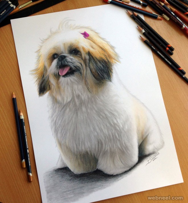 dog color pencil drawing by dinotomic