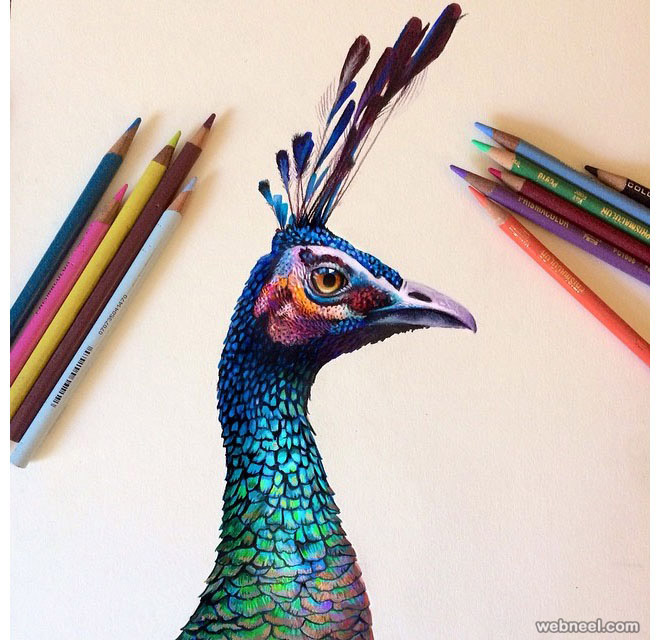 peacock color pencil drawing by morgan davidson