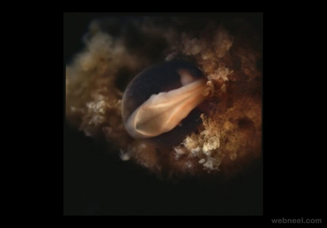 embryo 4weeks photo by lennart nilsson