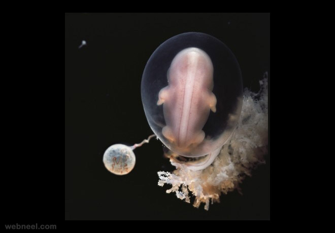 embryo 6weeks photo by lennart nilsson
