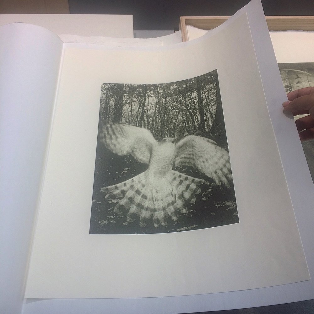 collotype photography printing by stephen gill