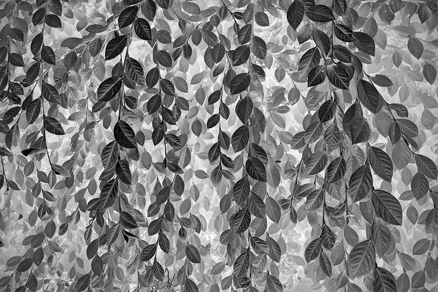 cascade monochrome photography by eduardo fujii