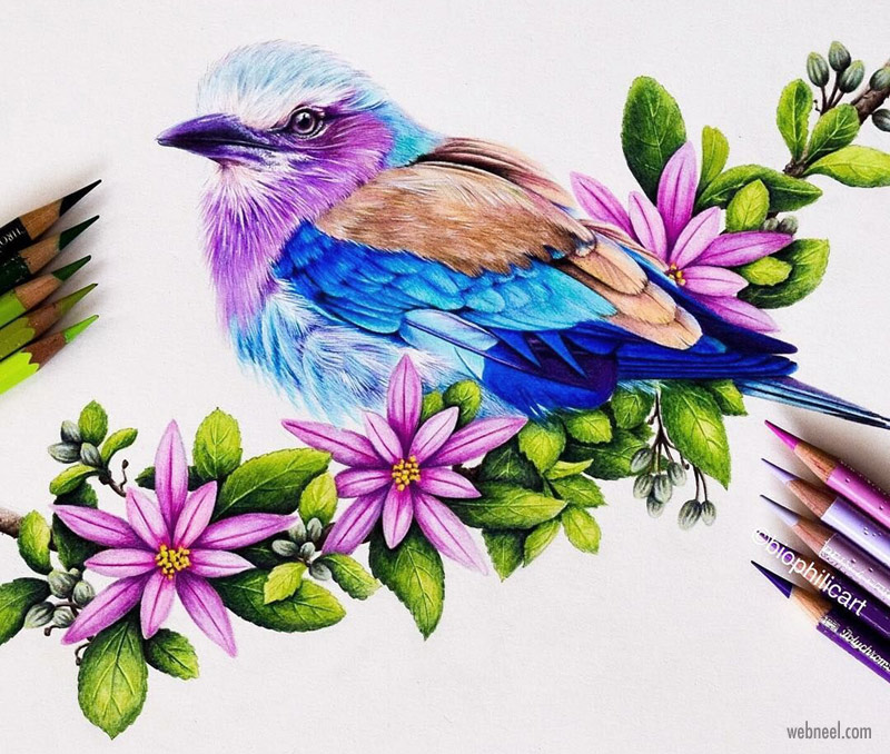 Color Pencil Drawing Bird By Sallyann