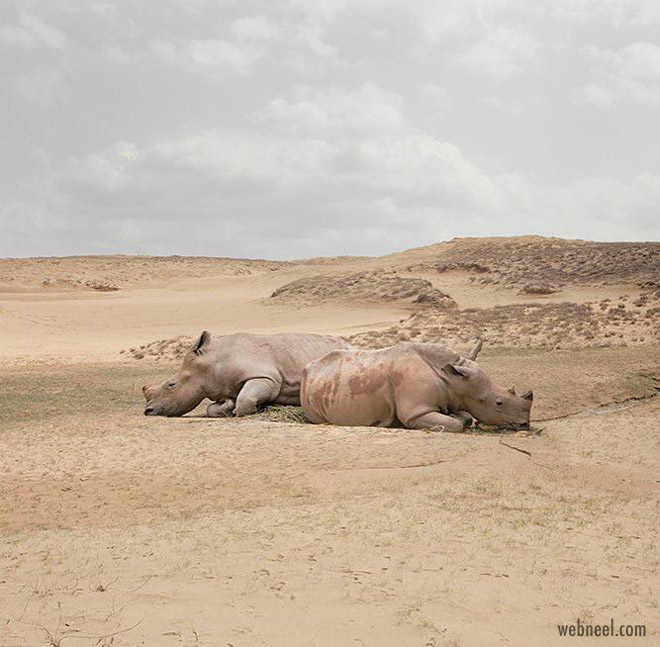wildlife photography by famous chinese photographer robert zhao renhui