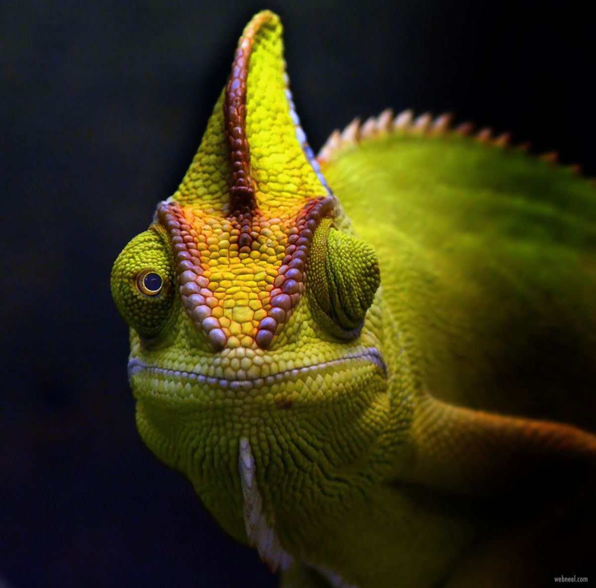 macro photography chameleon green