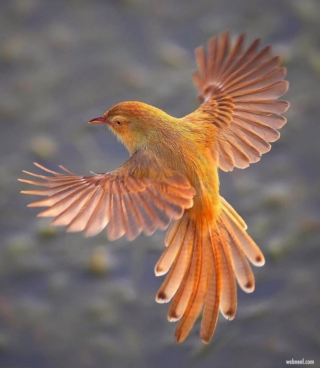 beautiful bird photography by mansoor hajia