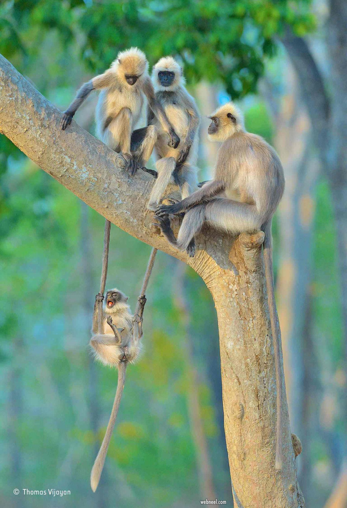 wildlife photography by thomas vijayan