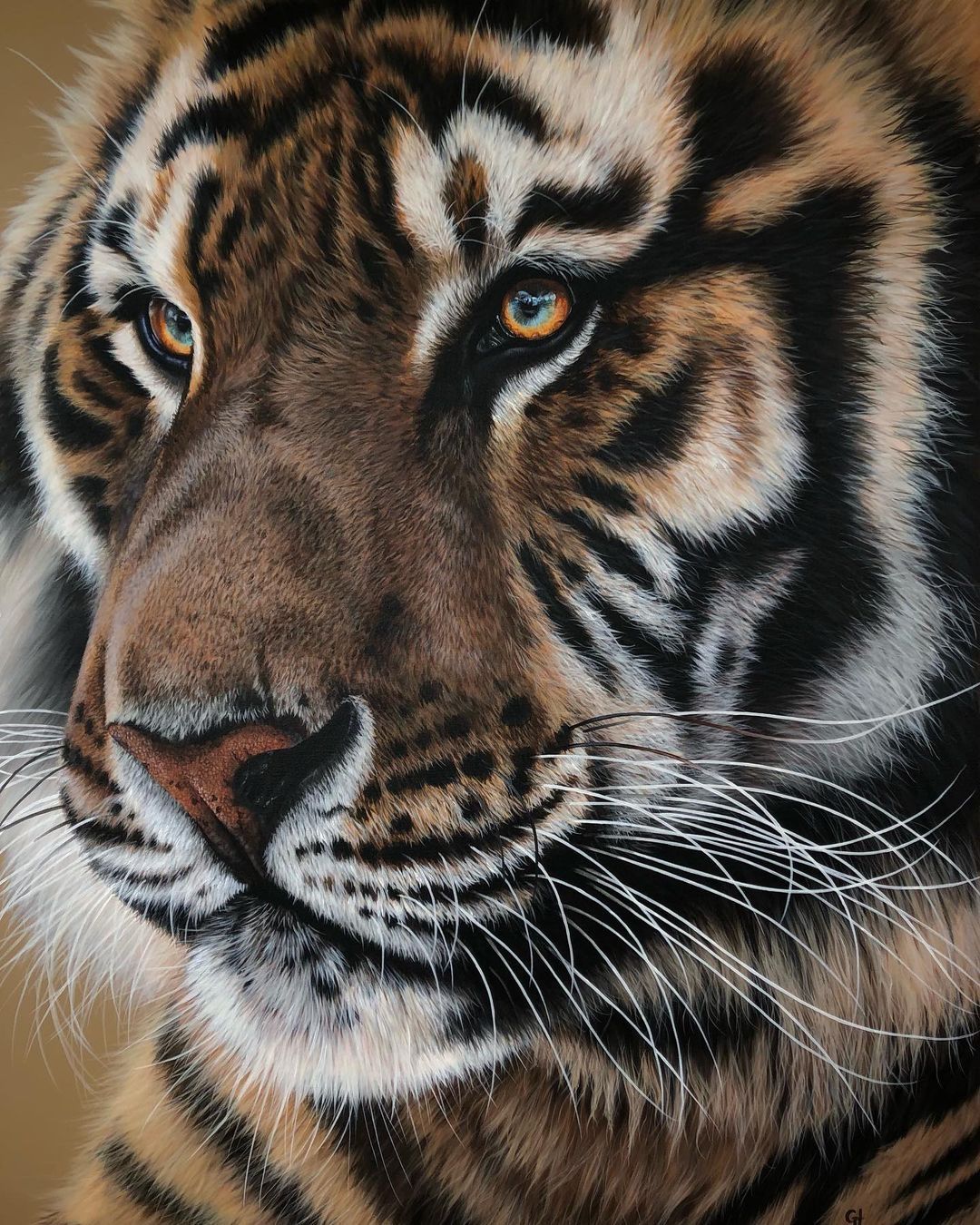 acrylic painting tiger by gina hawkshaw